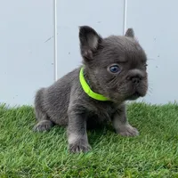 IZAN, a male French Bulldog for sale in Lehigh Acres, FL – Photo 1 of 5