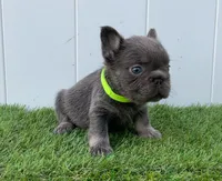 IZAN, a male French Bulldog for sale in Lehigh Acres, FL – Photo 1 of 5