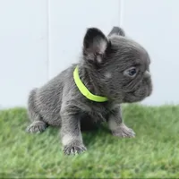 IZAN, a male French Bulldog for sale in Lehigh Acres, FL – Photo 3 of 5