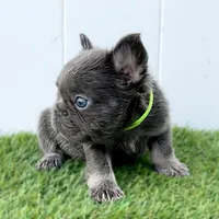 IZAN, a male French Bulldog for sale in Lehigh Acres, FL – Photo 5 of 5