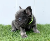 IZAN, a male French Bulldog for sale in Lehigh Acres, FL – Photo 5 of 5