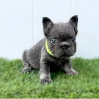 IZAN, a male French Bulldog for sale in Lehigh Acres, FL – Photo 2 of 5