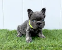 IZAN, a male French Bulldog for sale in Lehigh Acres, FL – Photo 2 of 5