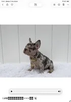 GINA, a female French Bulldog for sale in Lehigh Acres, FL – 7 of 8