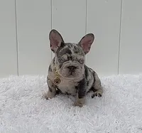ELIOT, a male French Bulldog for sale in Lehigh Acres, FL – 1 of 7