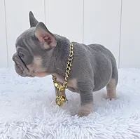 BONNIE, a female French Bulldog for sale in Lehigh Acres, FL – 2 of 6