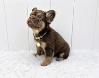 DANTE, a male French Bulldog for sale in Lehigh Acres, FL – 6 of 6