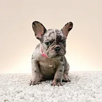 ENMA, a female French Bulldog for sale in Lehigh Acres, FL – 6 of 10