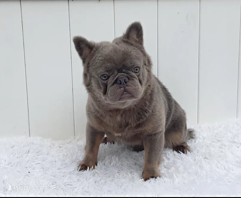 LEO – French Bulldog puppy for sale in Lehigh Acres, FL