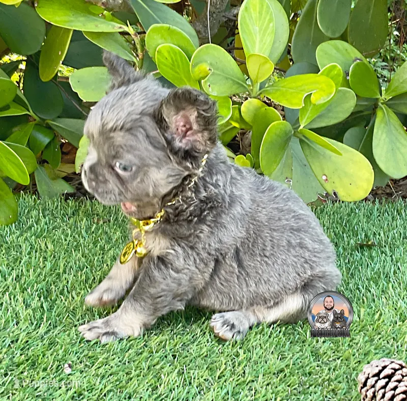 AGNES – French Bulldog puppy for sale in Lehigh Acres, FL