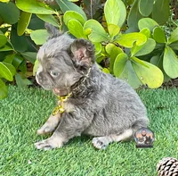 AGNES, a female French Bulldog for sale in Lehigh Acres, FL – Photo 1 of 6