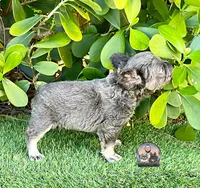 AGNES, a female French Bulldog for sale in Lehigh Acres, FL – Photo 2 of 6