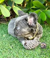 AGNES, a female French Bulldog for sale in Lehigh Acres, FL – Photo 3 of 6