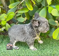 AGNES, a female French Bulldog for sale in Lehigh Acres, FL – Photo 5 of 6