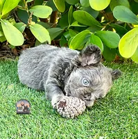 AGNES, a female French Bulldog for sale in Lehigh Acres, FL – Photo 6 of 6