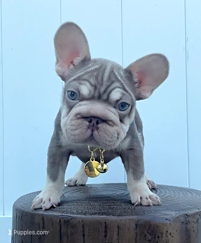 Ovi – French Bulldog puppy for sale in Lehigh Acres, FL