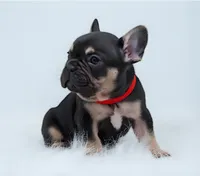 HARRY, a male French Bulldog for sale in Lehigh Acres, FL – Photo 6 of 6