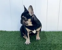 HARRY, a male French Bulldog for sale in Lehigh Acres, FL – Photo 3 of 6