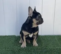 HARRY, a male French Bulldog for sale in Lehigh Acres, FL – Photo 2 of 6