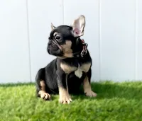 HARRY, a male French Bulldog for sale in Lehigh Acres, FL – Photo 4 of 6