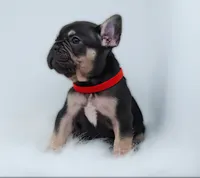 HARRY, a male French Bulldog for sale in Lehigh Acres, FL – Photo 5 of 6