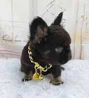 ARGOS, a male French Bulldog for sale in Lehigh Acres, FL – 6 of 7