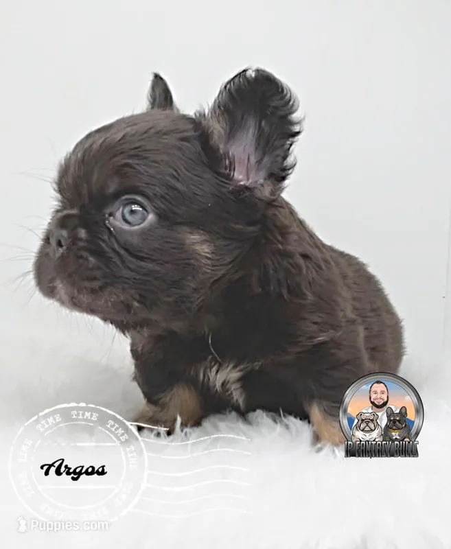 ARGOS – French Bulldog puppy for sale in Lehigh Acres, FL