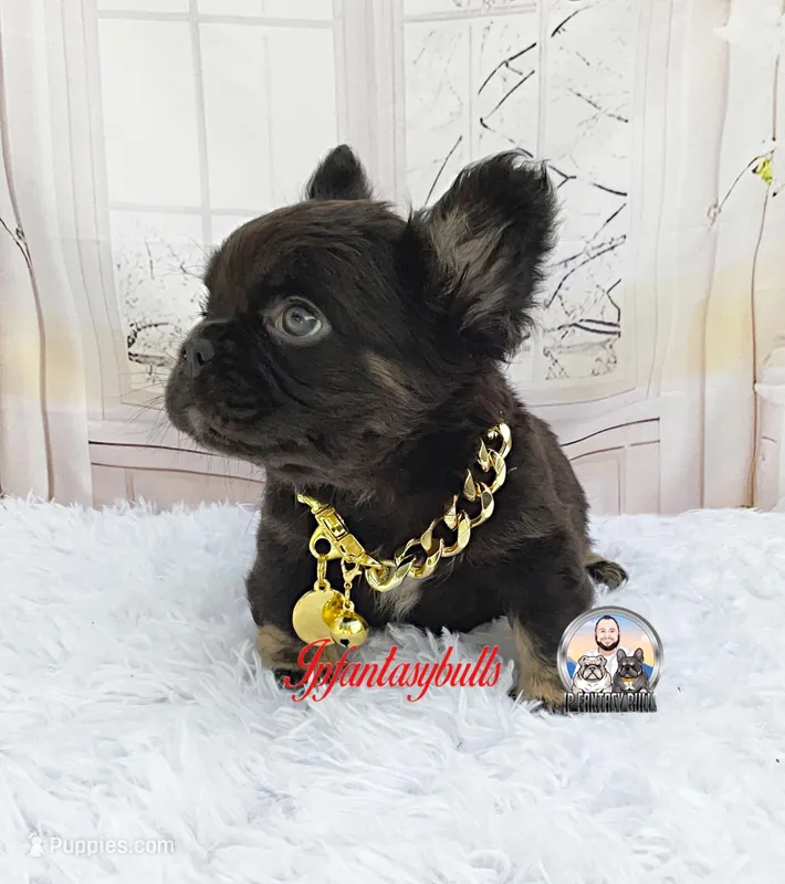 ARGOS – French Bulldog puppy for sale in Lehigh Acres, FL