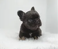 ARGOS, a male French Bulldog for sale in Lehigh Acres, FL – Photo 2 of 2