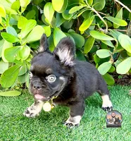 ARGOS, a male French Bulldog for sale in Lehigh Acres, FL – 3 of 7