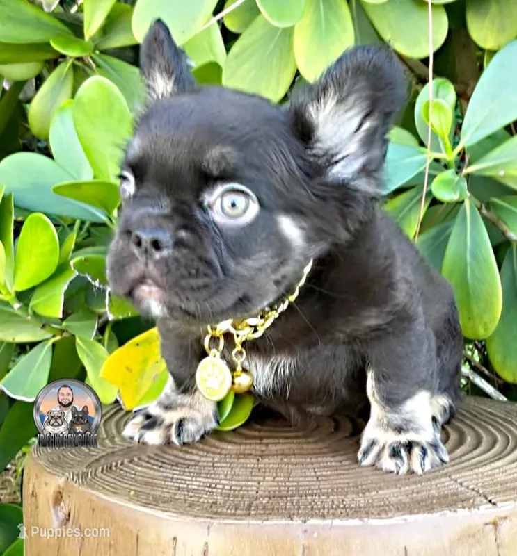ARGOS – French Bulldog puppy for sale in Lehigh Acres, FL
