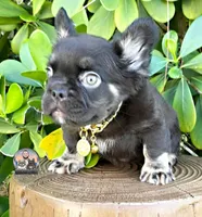 ARGOS, a male French Bulldog for sale in Lehigh Acres, FL – 1 of 7