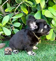ARGOS, a male French Bulldog for sale in Lehigh Acres, FL – 2 of 7