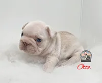 Otto, a male French Bulldog for sale in Lehigh Acres, FL – Photo 2 of 3