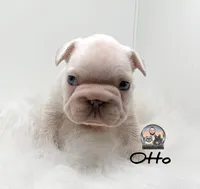 Otto, a male French Bulldog for sale in Lehigh Acres, FL – Photo 3 of 3