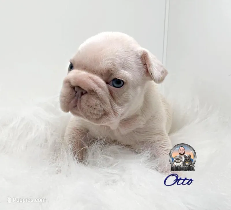 Otto – French Bulldog puppy for sale in Lehigh Acres, FL