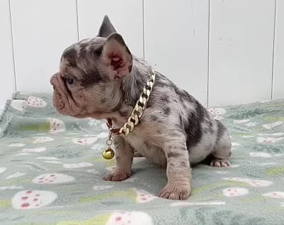 GINA, a female French Bulldog for sale in Lehigh Acres, FL – 5 of 5