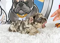 CHANNEL, a female French Bulldog for sale in Lehigh Acres, FL – 3 of 3