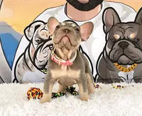 BONNIE , a female French Bulldog for sale in Lehigh Acres, FL – 2 of 2