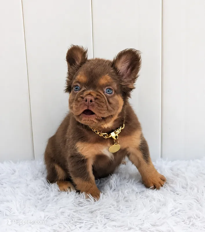 DANTE – French Bulldog puppy for sale in Lehigh Acres, FL