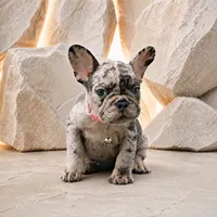 ENMA, a female French Bulldog for sale in Lehigh Acres, FL – 2 of 8