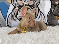 BRODY, a male French Bulldog for sale in Lehigh Acres, FL – 2 of 2