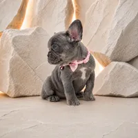 EVA, a female French Bulldog for sale in Lehigh Acres, FL – 2 of 4