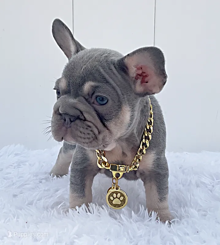BONNIE – French Bulldog puppy for sale in Lehigh Acres, FL