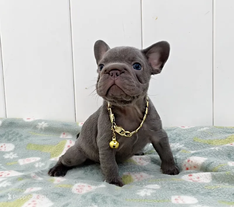 GALA, a female French Bulldog for sale in Lehigh Acres, FL – 1 of 6