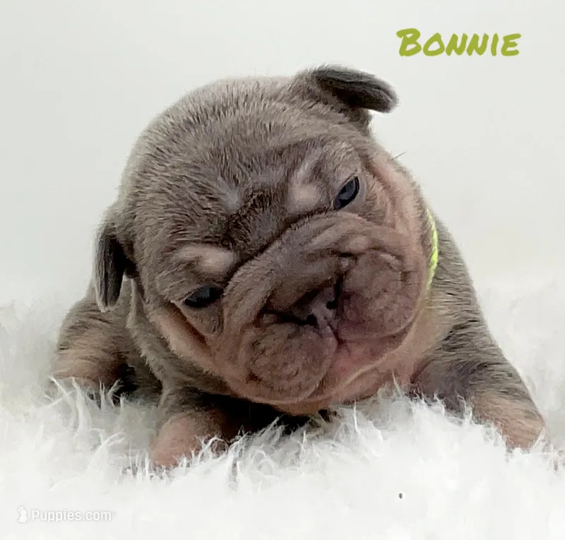 BONNIE – French Bulldog puppy for sale in Lehigh Acres, FL