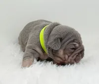 BONNIE, a female French Bulldog for sale in Lehigh Acres, FL – 3 of 6