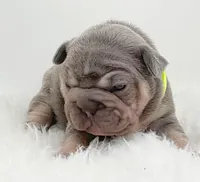 BONNIE, a female French Bulldog for sale in Lehigh Acres, FL – 2 of 6