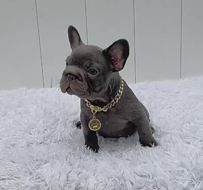 GALA, a female French Bulldog for sale in Lehigh Acres, FL – 3 of 6