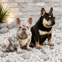 ELIOT, a male French Bulldog for sale in Lehigh Acres, FL – 6 of 6